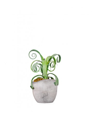 Tillandsia arricciata