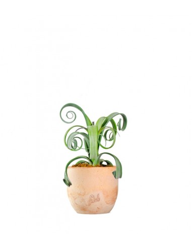 Tillandsia arricciata