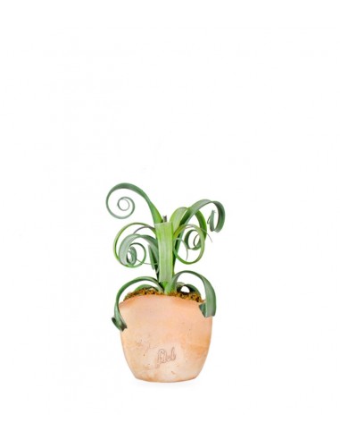 Tillandsia arricciata