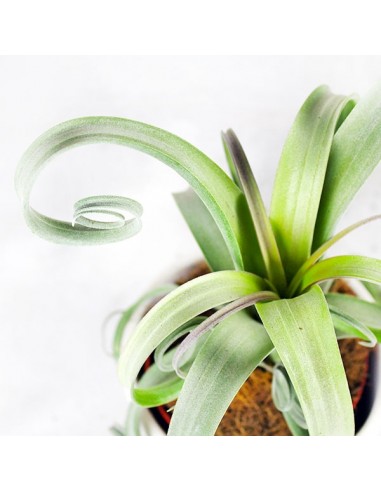 Tillandsia arricciata