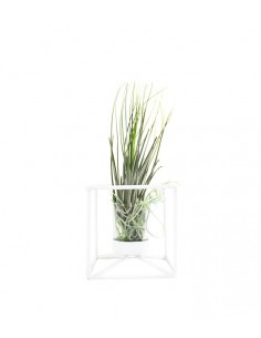 Tillandsia con supporto...