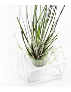 Tillandsia con supporto... 2