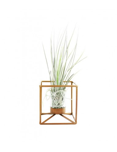 Tillandsia con supporto colore bronzo