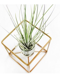 Tillandsia con supporto... 2