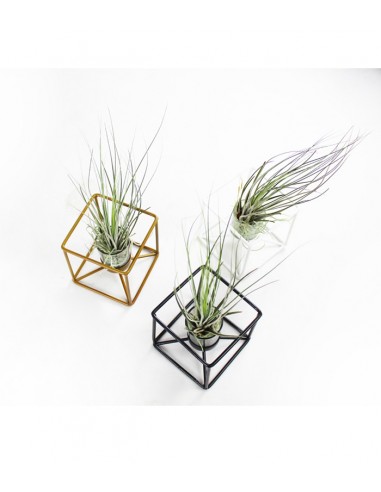 Tillandsia con supporto colore bronzo