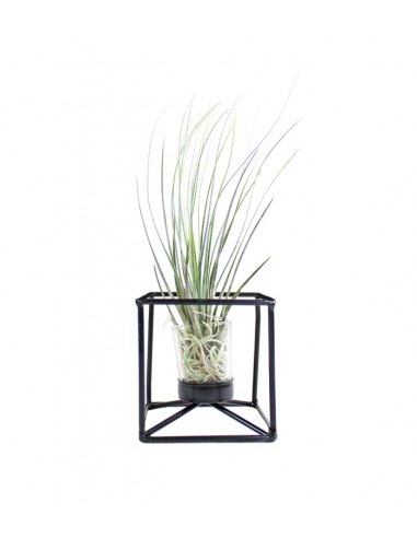 Tillandsia con supporto colore nero