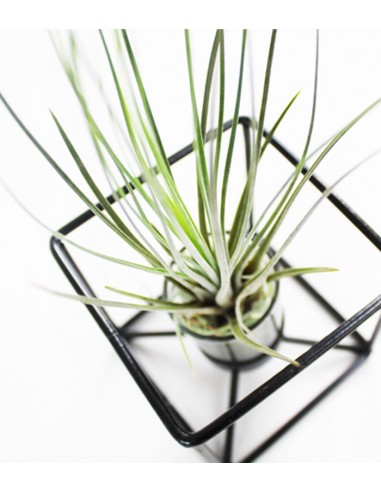 Tillandsia con supporto colore nero