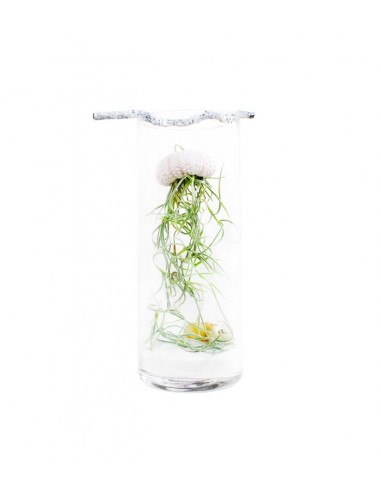Tillandsia in vetro medusa