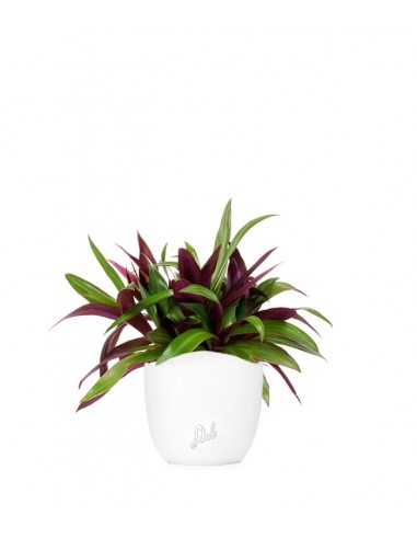 Tradescantia