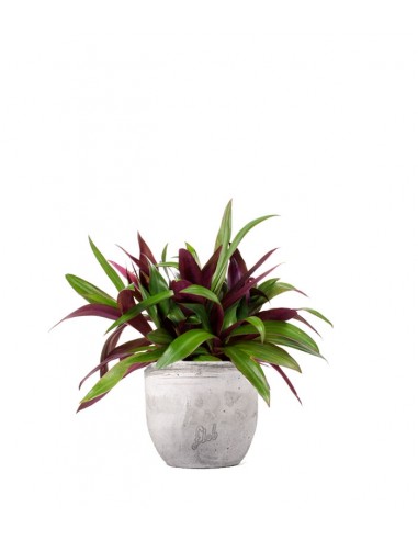 Tradescantia