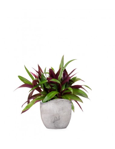 Tradescantia