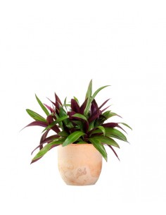 Tradescantia 2