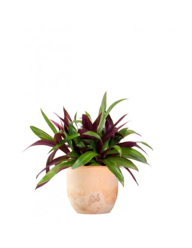 Tradescantia