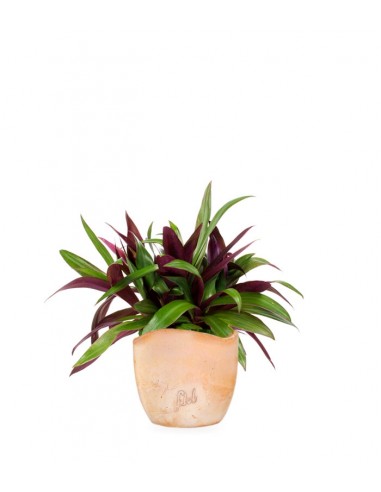 Tradescantia