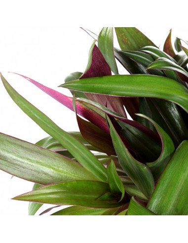Tradescantia