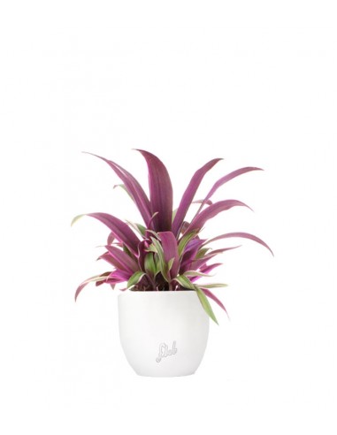 Tradescantia viola