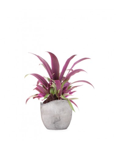 Tradescantia viola