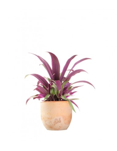 Tradescantia viola