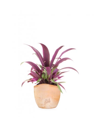 Tradescantia viola