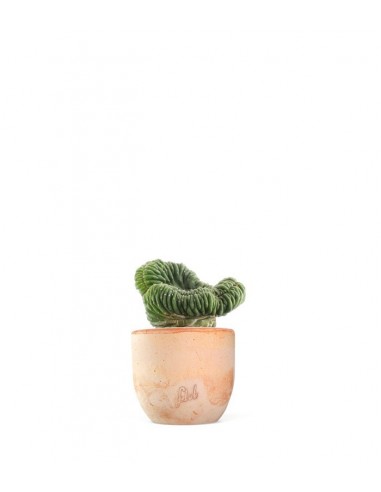 Trichocereus pachanoii crestato