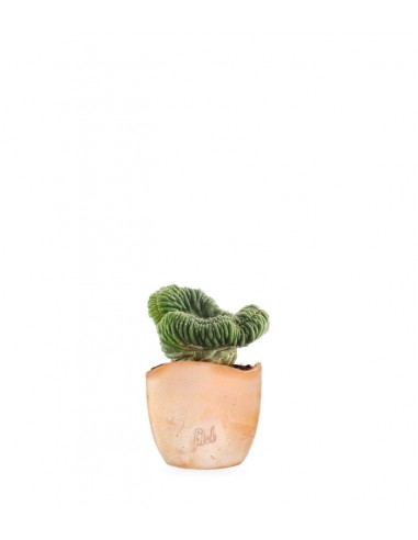 Trichocereus pachanoii crestato