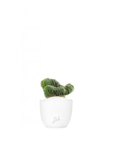 Trichocereus pachanoii crestato