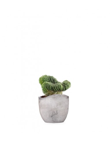 Trichocereus pachanoii crestato