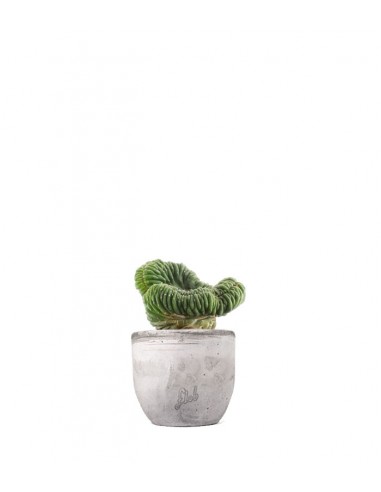 Trichocereus pachanoii crestato