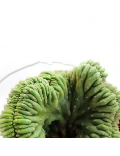 Trichocereus pachanoii... 2
