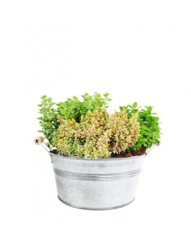 Tris origano, menta mojito e timo limone