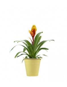 Vriesea Arden