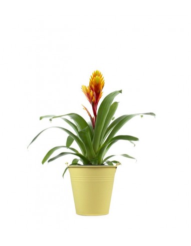 Vriesea Arden