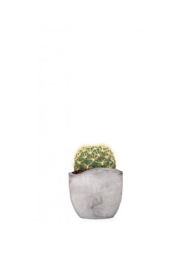 Weingartia