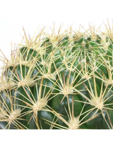 Weingartia