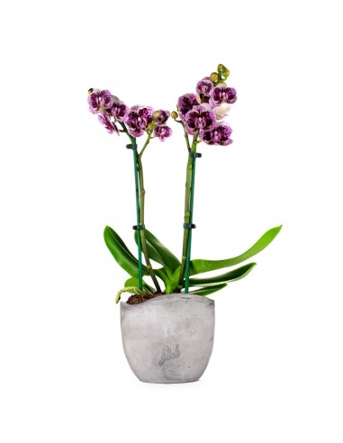 Phalenopsis Rood Scarlet