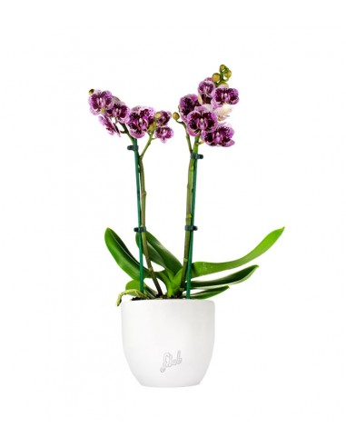 Phalenopsis Rood Scarlet