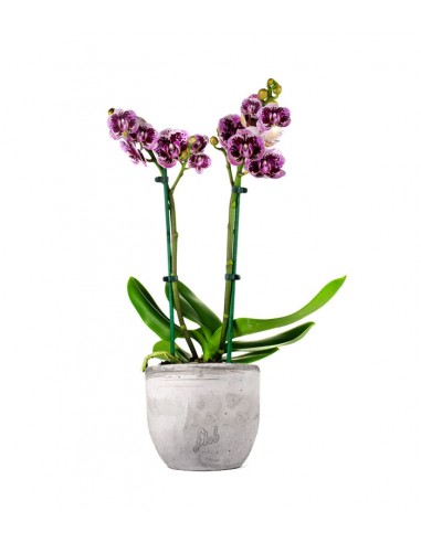 Phalenopsis Rood Scarlet