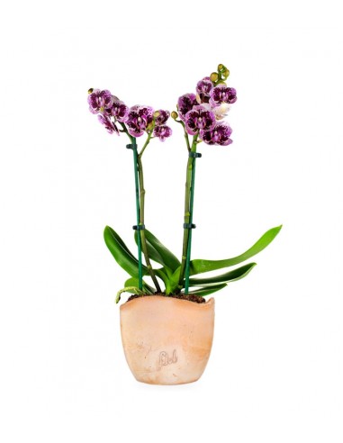 Phalenopsis Rood Scarlet