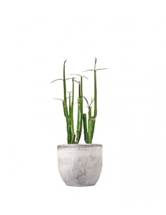 Ceropegia Dichotoma