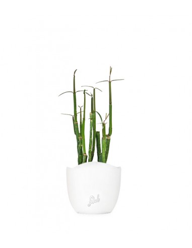 Ceropegia Dichotoma