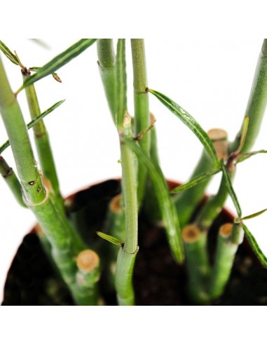 Ceropegia Dichotoma