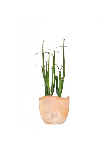 Ceropegia Dichotoma