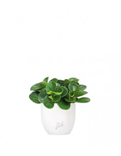 Peperomia obtusifolia | Red...