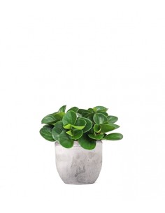 Peperomia obtusifolia | Red... 2