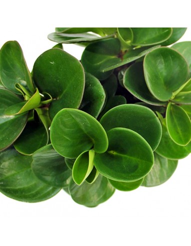 Peperomia Red Canyon