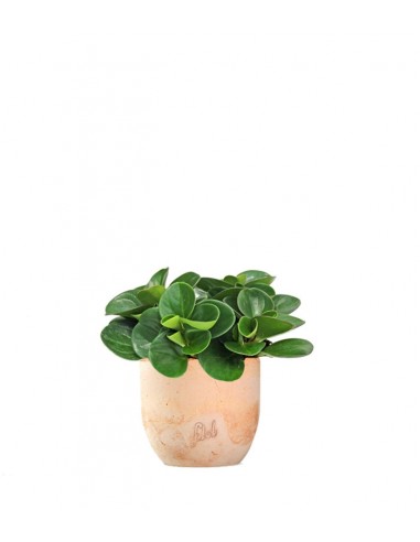 Peperomia Red Canyon