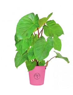 Homalomena v. 17