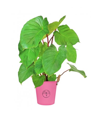 Homalomena v. 17
