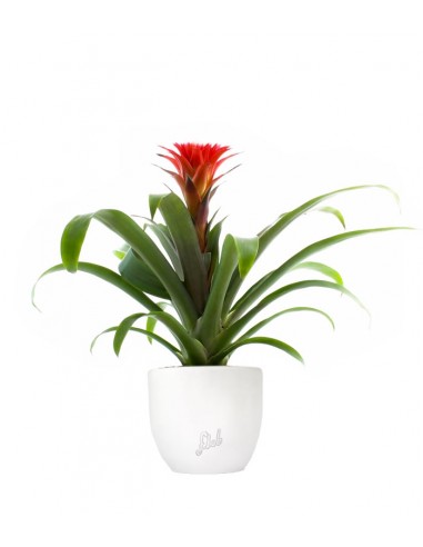 Guzmania Hope