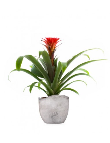Guzmania Hope